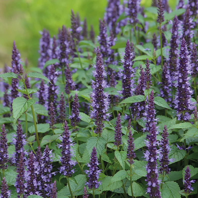 Agastache Astello Indigo Flower Seeds - Image 3