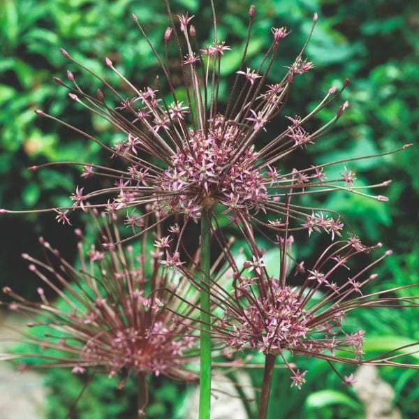Allium Schubertii Flower Bulbs - Image 4