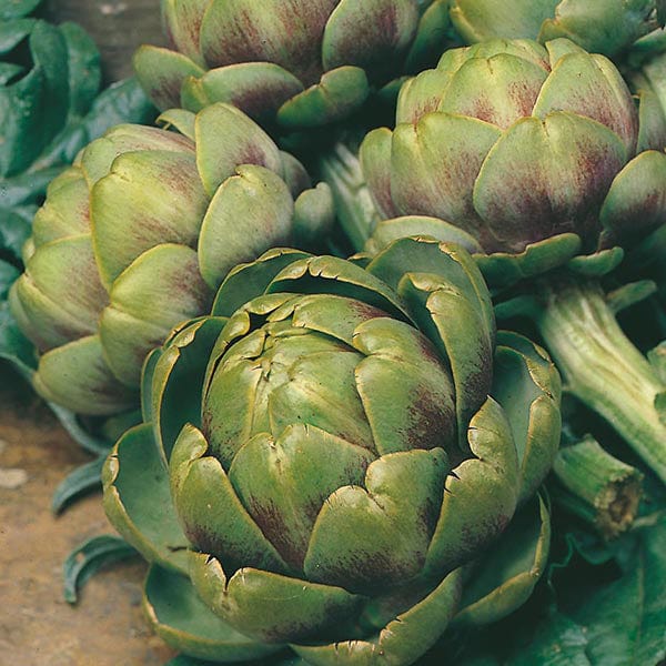 Artichoke Green Globe Seeds - Image 3