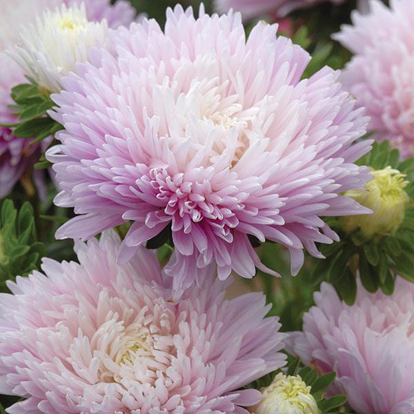 Aster Kingsize Appleblossom Seeds - Image 3
