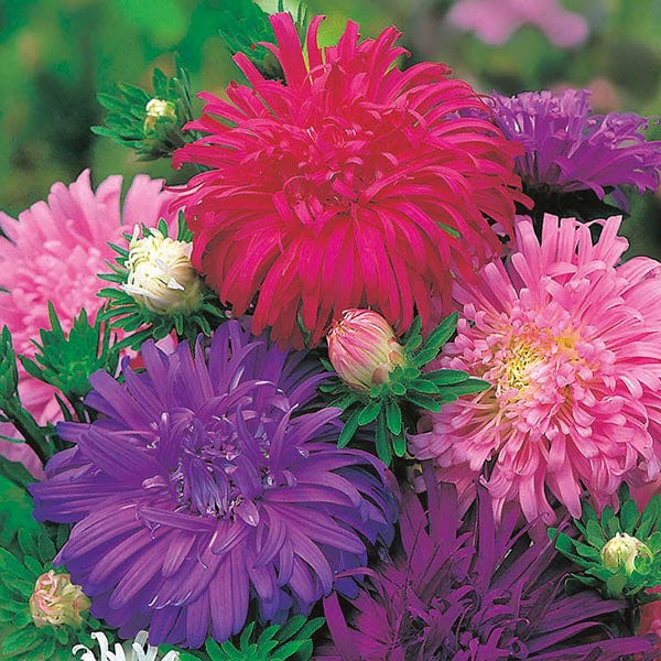 Aster Ostrich Feather Seeds - Image 3
