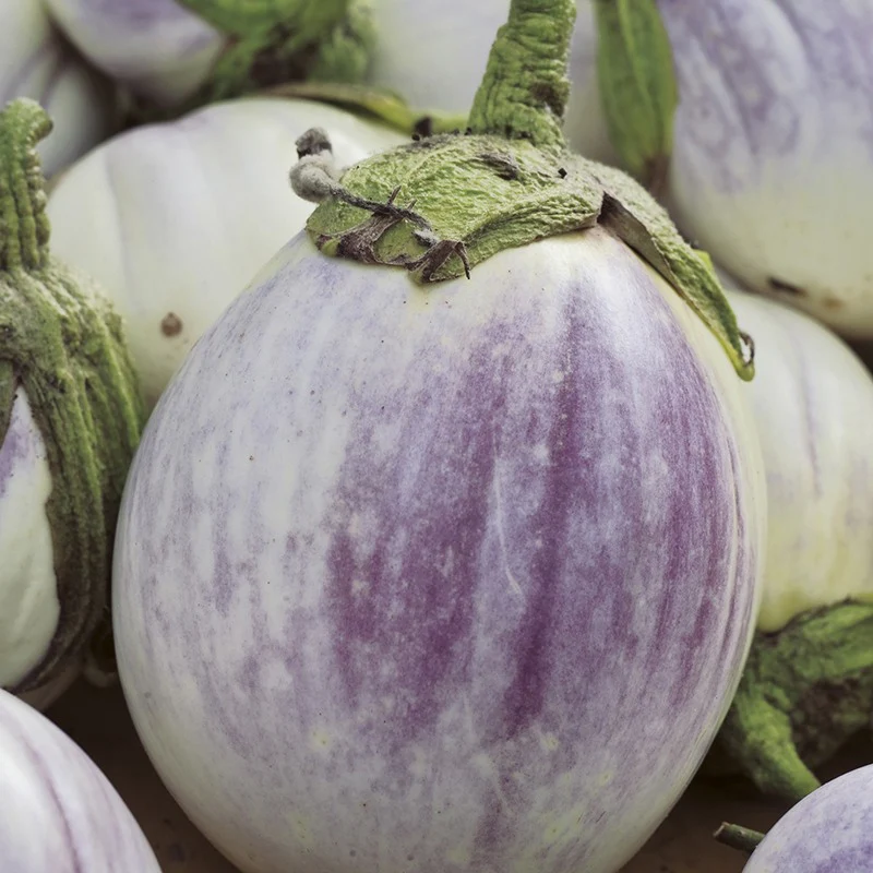 Aubergine Collection Plants - Image 2