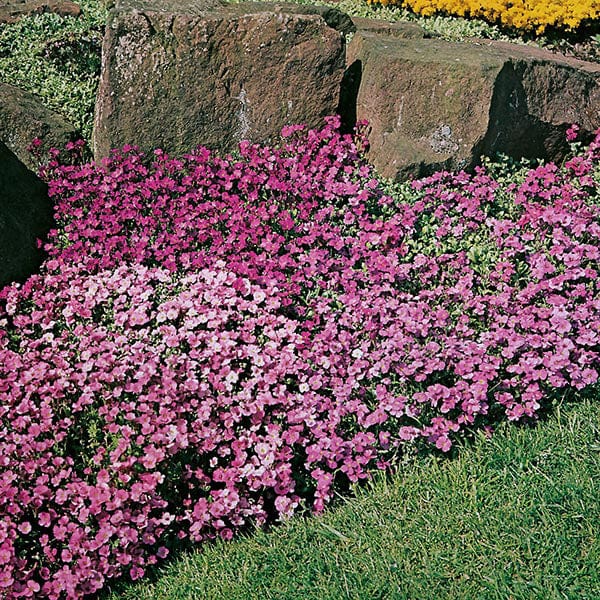 Aubrieta Large Flowered Mixed - Image 3