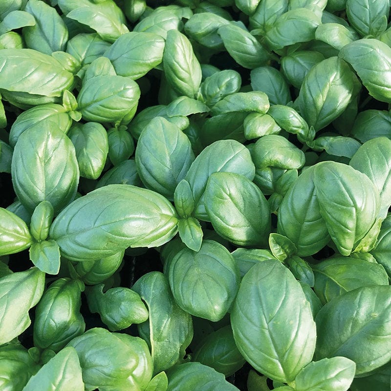 Basil Dolce Vita Herb Seeds - Image 3