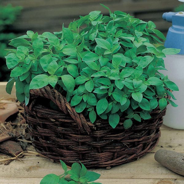 Basil Lemon Seeds - Image 3