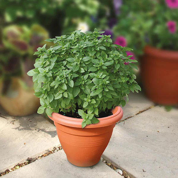 Basil Piccolino Seeds - Image 3