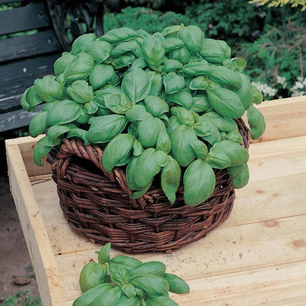 Basil Sweet Seeds - Image 3