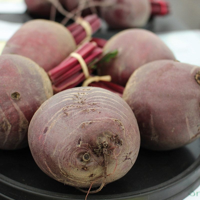 Beetroot Pablo Vegetable Plants