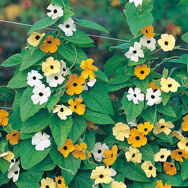 Black-eyed Susan Susie Mixed - Image 3