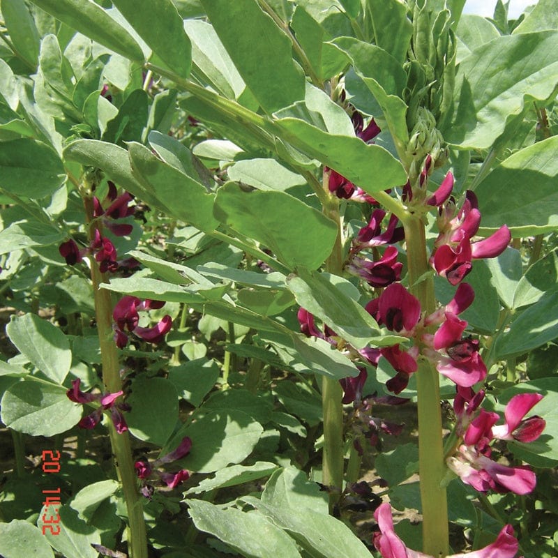 Broad Bean Crimson Flowered Vegetable Seeds - Image 2