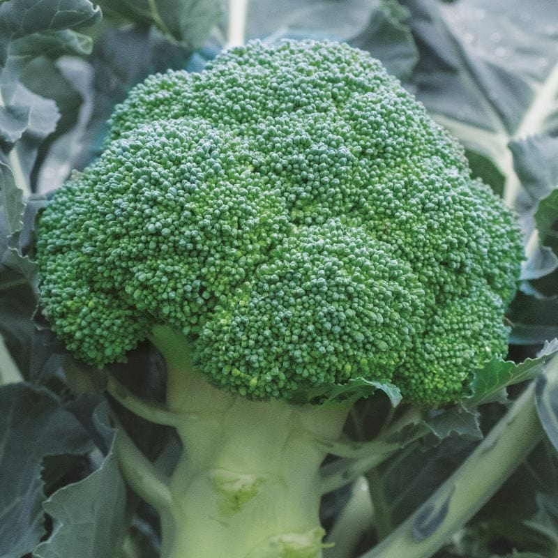 Broccoli Babilon F1 Seeds - Image 3