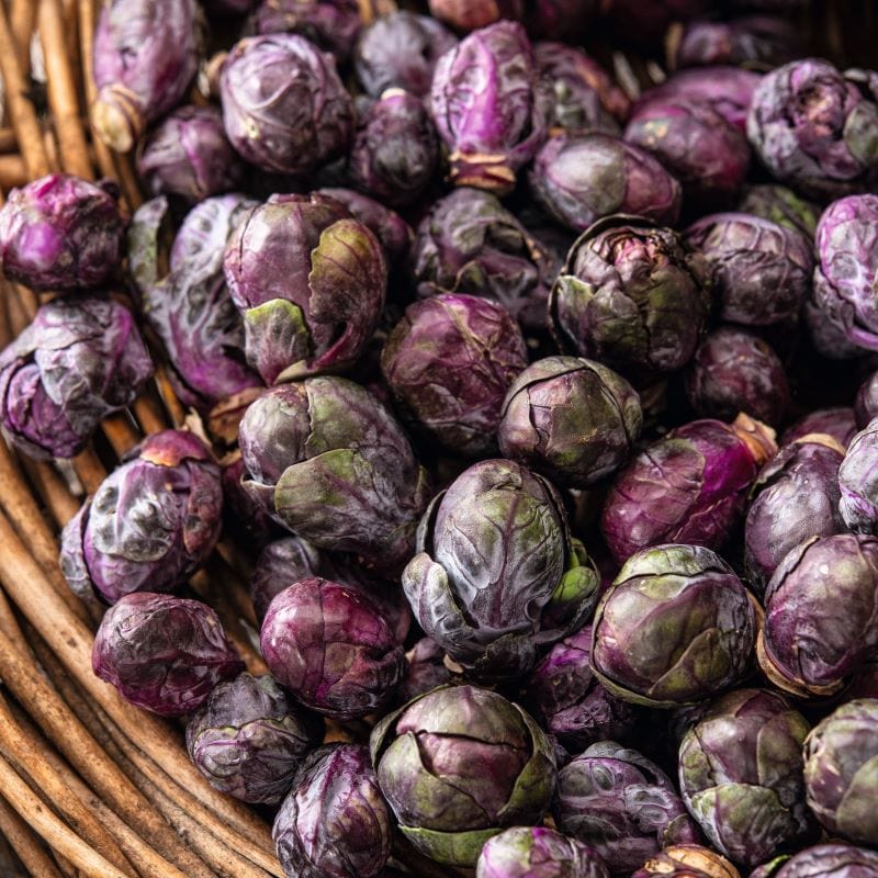 Brussels Sprout Red Bull Seeds - Image 3