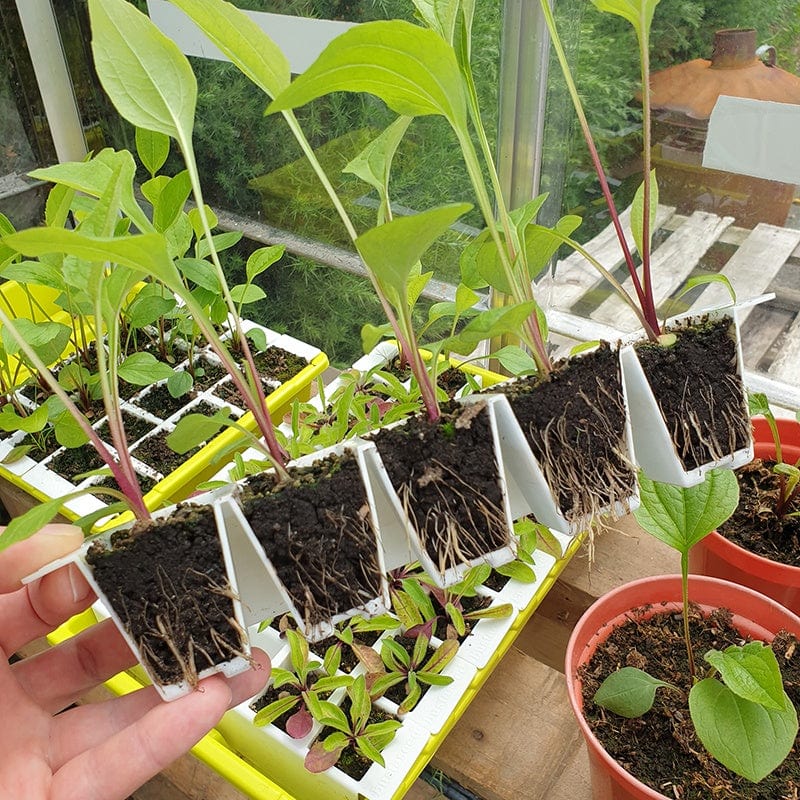 Bustaseed Propagation Tray - Image 3