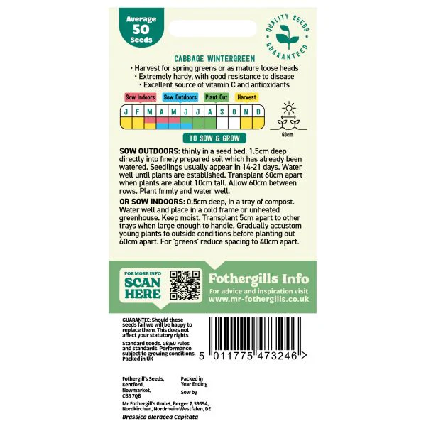 Cabbage Wintergreen Vegetable Seeds - Image 2