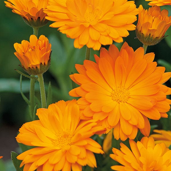 Calendula Funky Stuff Seeds - Image 3