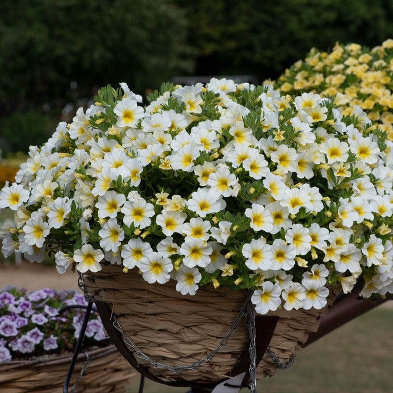 Calibrachoa Single Flower Plants Collection