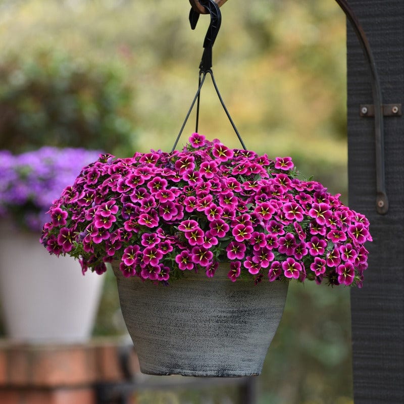 Calibrachoa Single Flower Plants Collection - Image 3