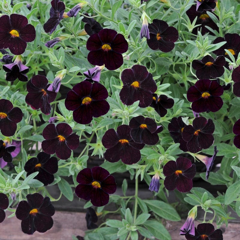 Calibrachoa Single Black Cherry Flower Plants - Image 2