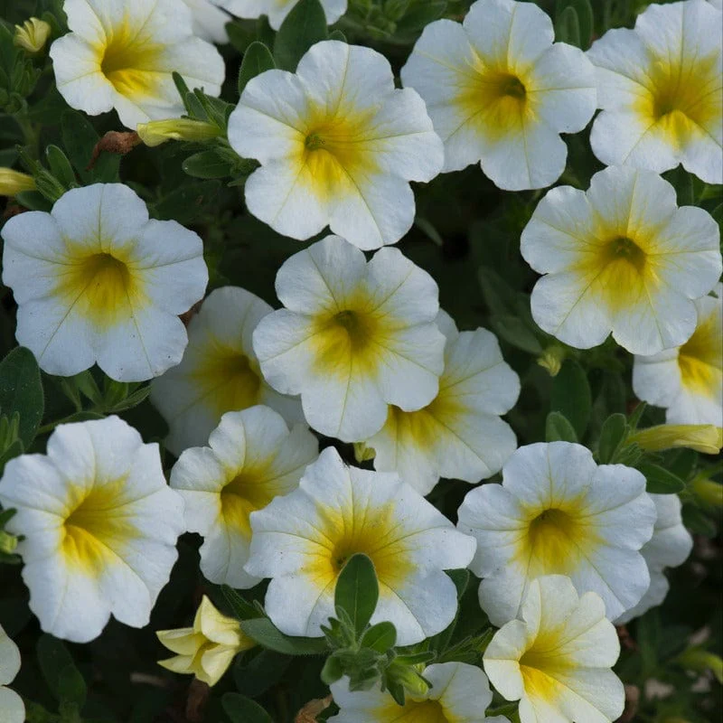 Calibrachoa Single Sunlight Flower Plants - Image 2