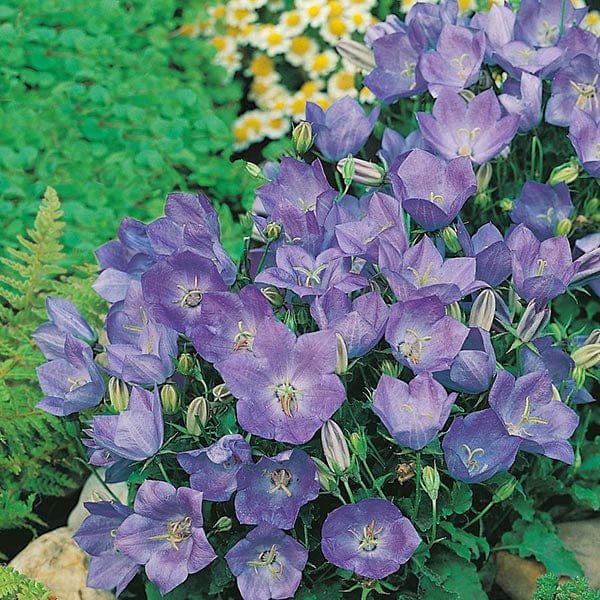 Campanula Blue Seeds - Image 3