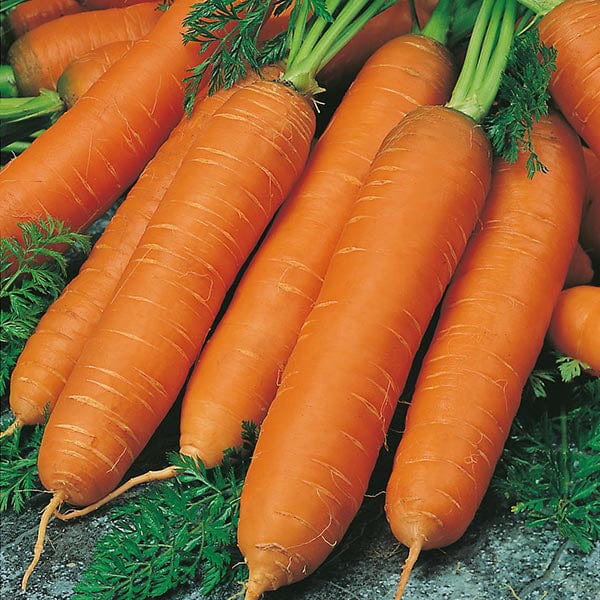Carrot Flyaway F1 Seeds - Image 3
