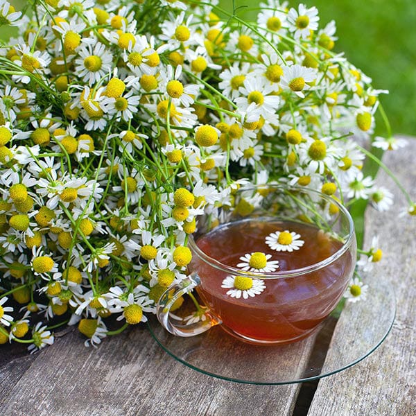 Chamomile Seeds - Image 3