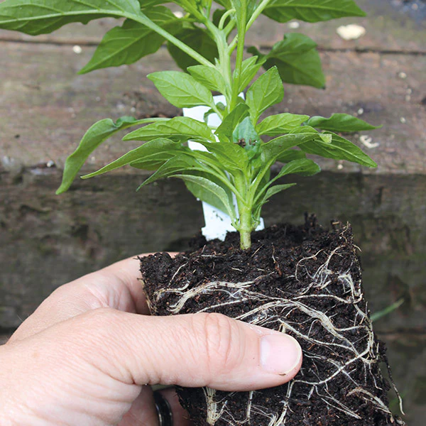 Melon Emir Fruit Plants - Image 2