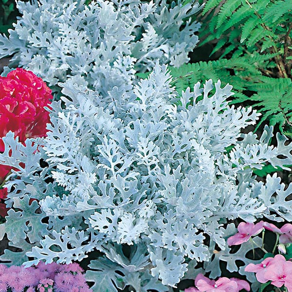 Cineraria Silver Dust Seeds - Image 3