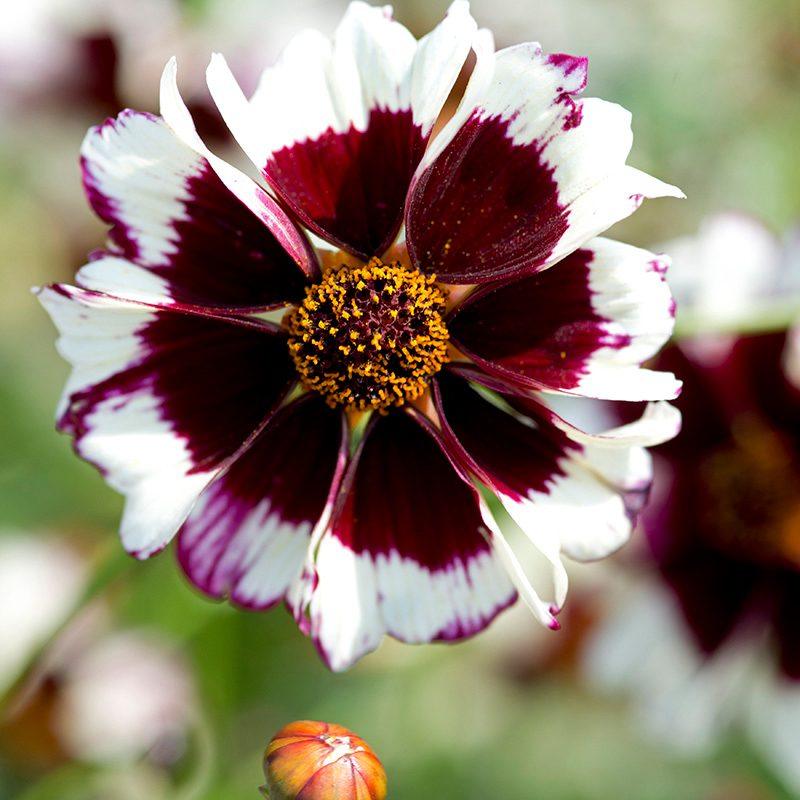 Coreopsis Incredible! Swirl Flower Seeds - Image 3