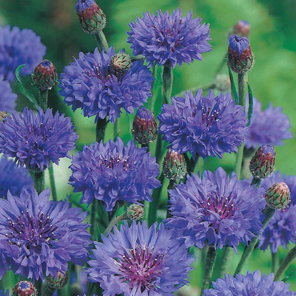 Cornflower Blue Ball Seeds - Image 3