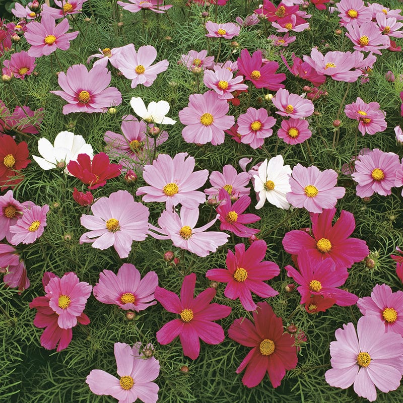 Cosmos Dwarf Sensation Mixed Seeds - Image 3
