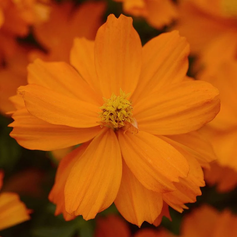 Cosmos Mandarin Flower Seeds - Image 3