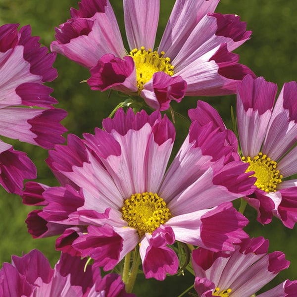 Cosmos Seashells Red Seeds - Image 3