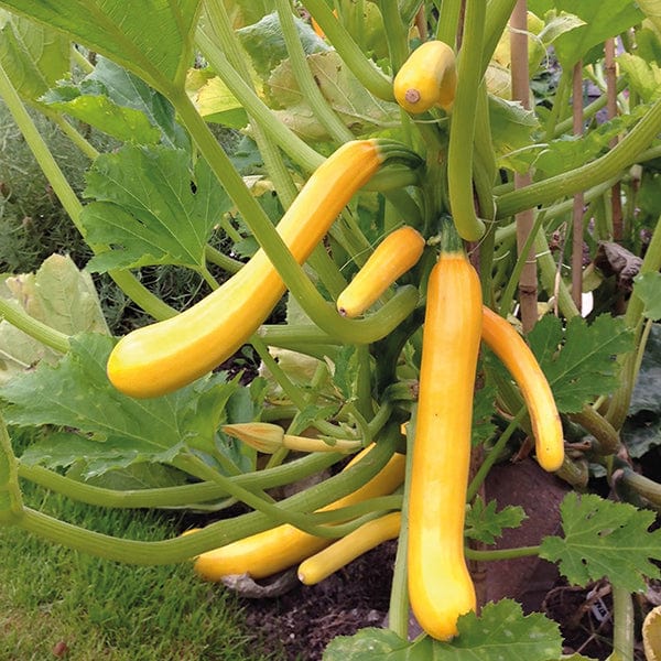 Courgette Shooting Star F1 Seeds - Image 3