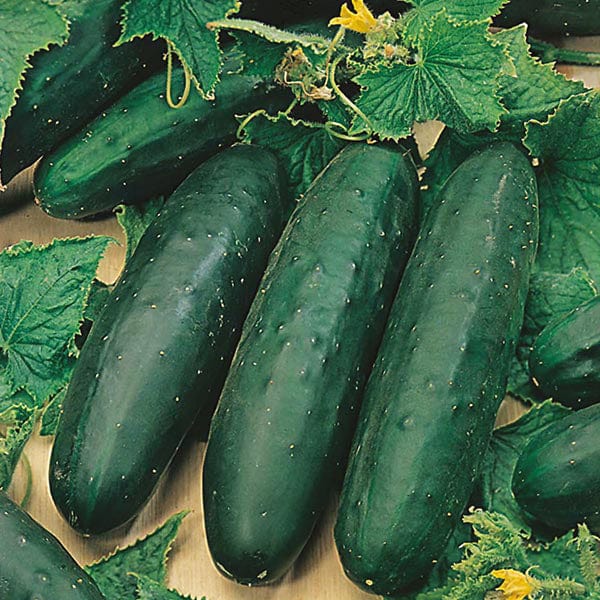 Cucumber Marketmore Seeds - Image 3