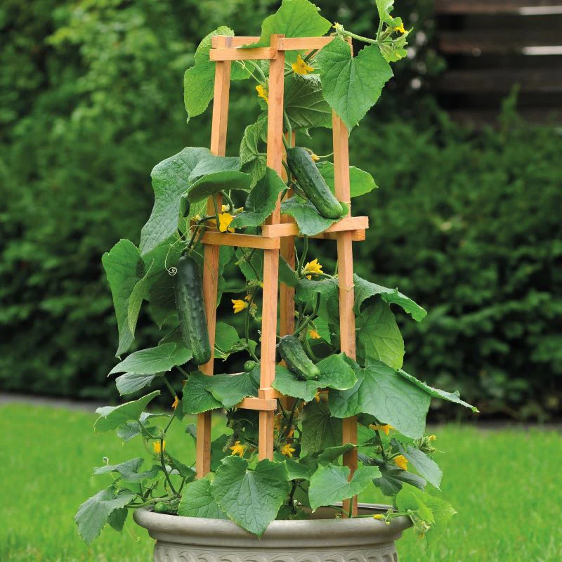 Cucumber Patio Snacker Seeds - Image 3