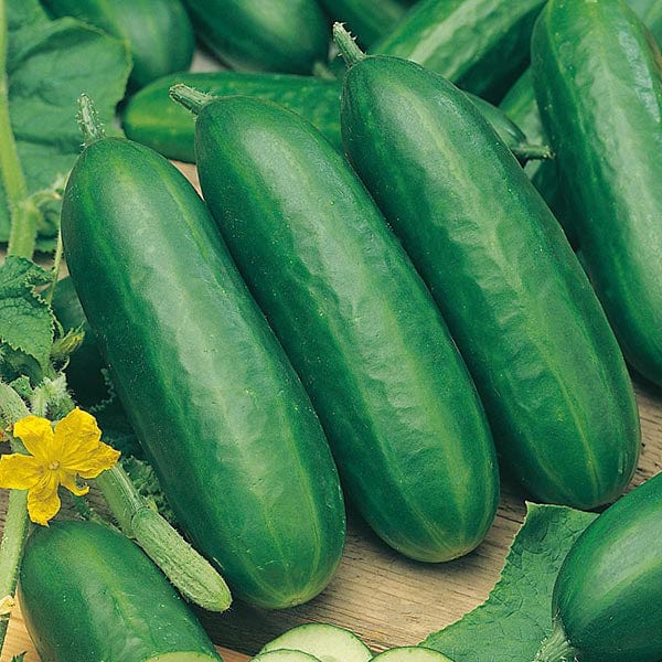 Cucumber Socrates F1 Seeds - Image 3