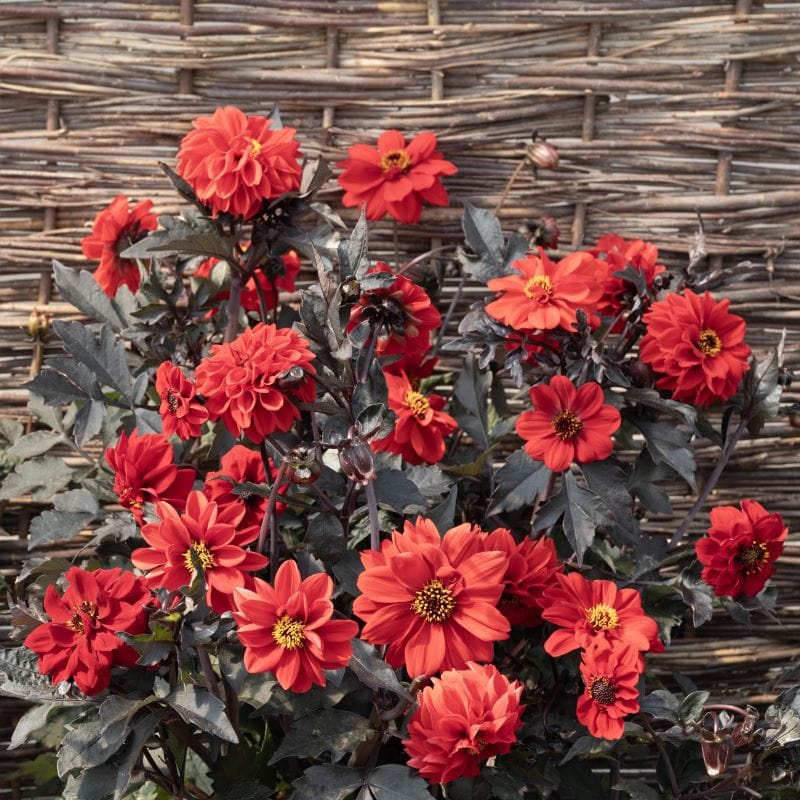 Dahlia Black Forest Ruby Seeds - Image 3