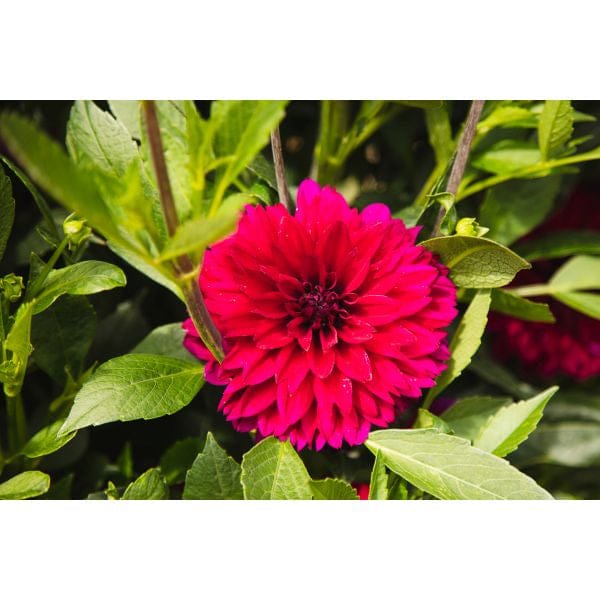 Dahlia Mister Blue Flower Plant - Image 2