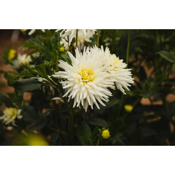 Dahlia My Love Flower Plant - Image 2