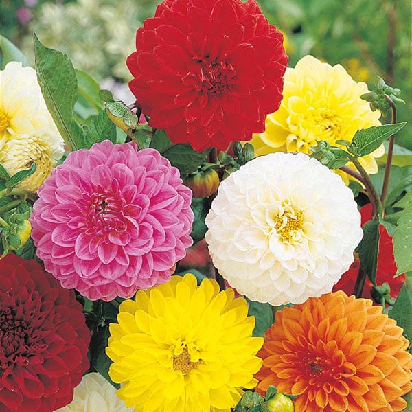 Dahlia Showpiece Seeds - Image 2