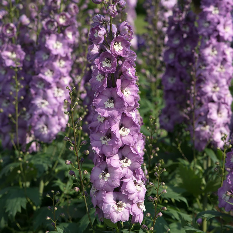 Delphinium Aurora Pink Dawn Flower Plants - Image 3