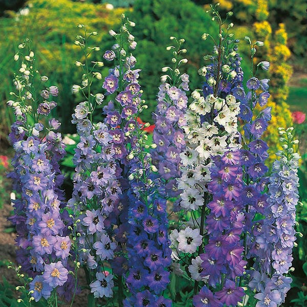 Delphinium Pacific Giants Mixed Seeds - Image 3