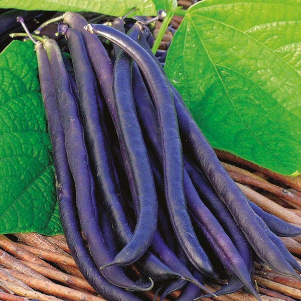 Dwarf Bean Amethyst Seeds - Image 2