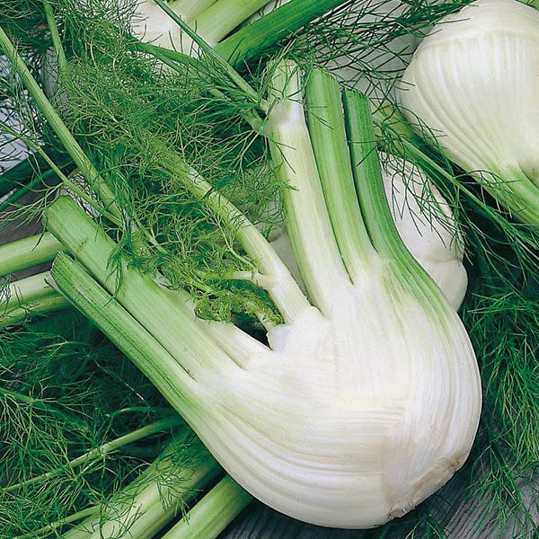 Fennel di Firenze Seeds - Image 3