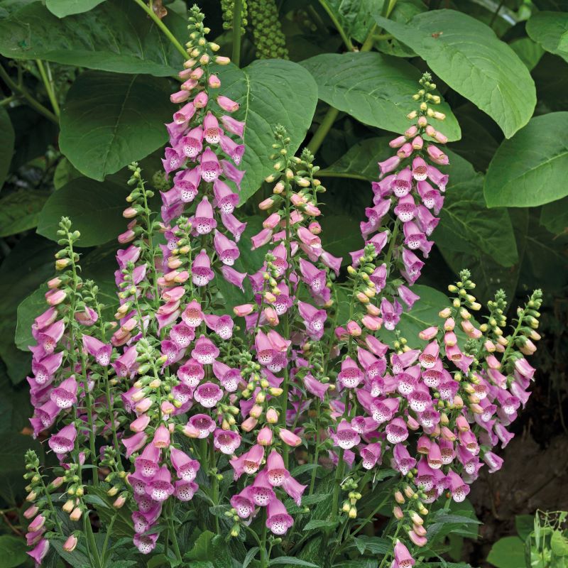 Foxglove Bubbly Pink F1 Seeds - Image 3
