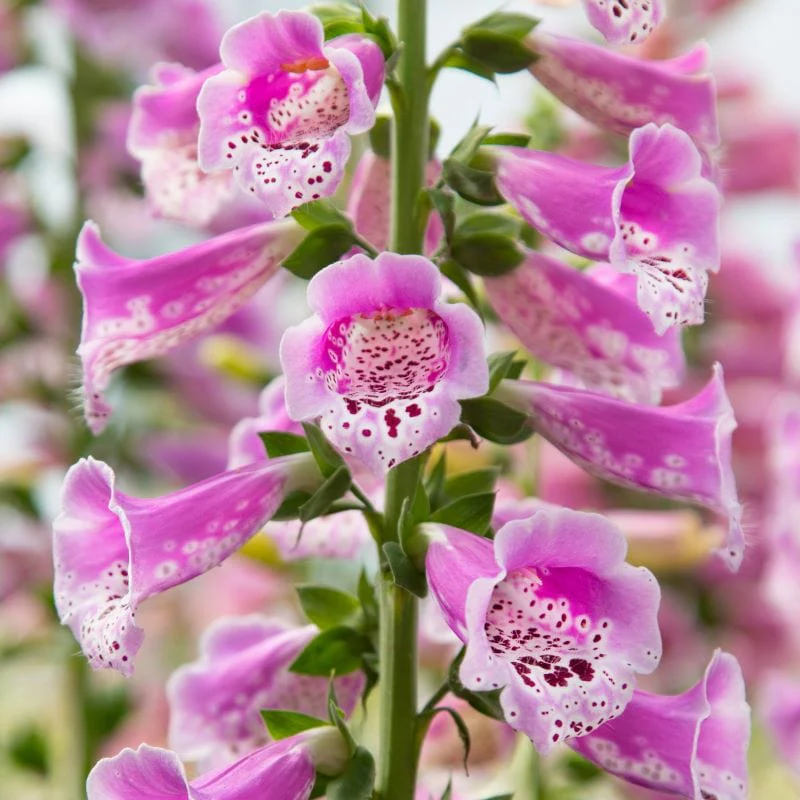Foxglove Dottie Warm Rose F1 Seeds - Image 3