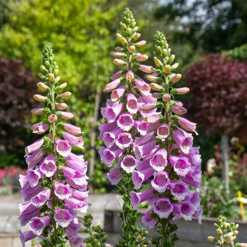 Foxglove Dottie Warm Rose F1 Seeds - Image 4