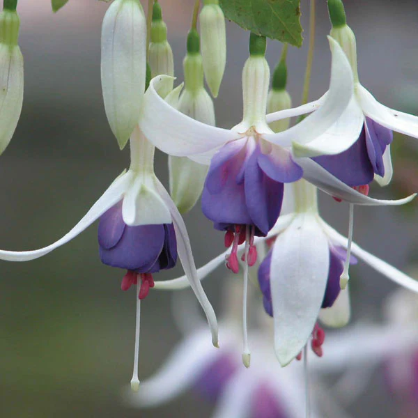 Fuchsia (Hardy) Flower Plant Collection - Image 3
