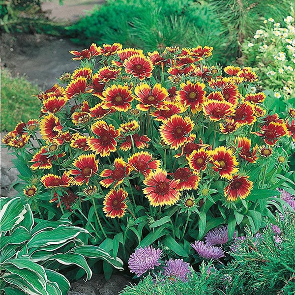 Gaillardia Goblin Seeds - Image 3